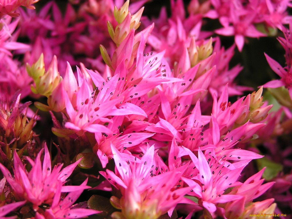 цветы, каланхоэ