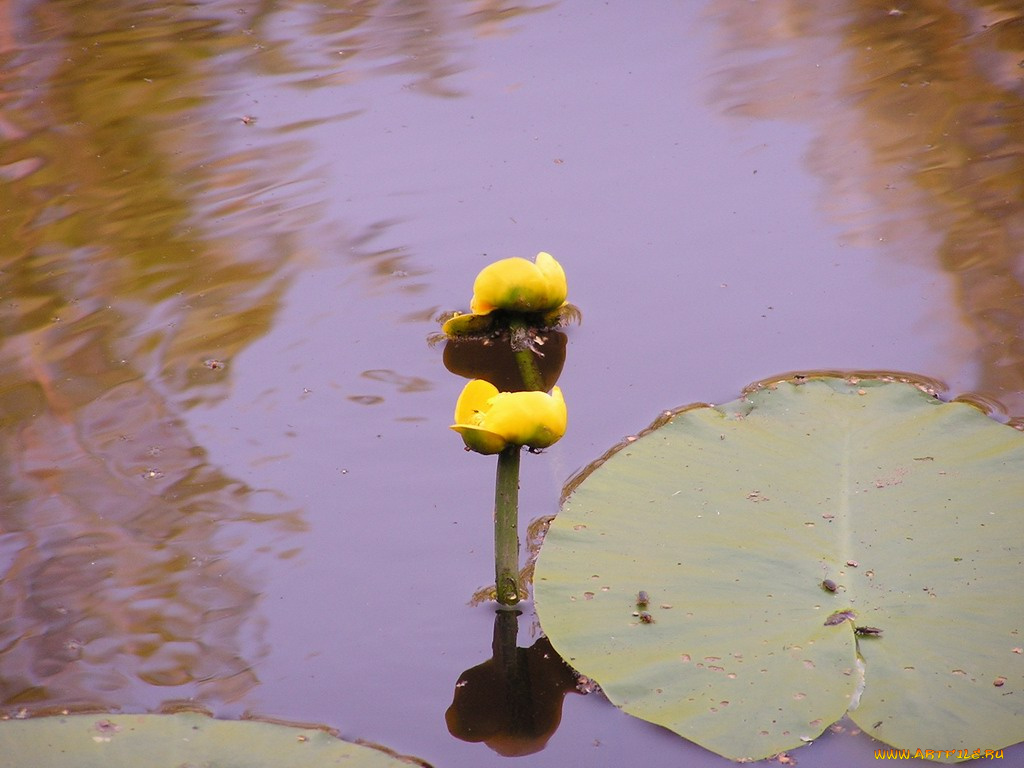 цветы, лилии, водяные, нимфеи, кувшинки
