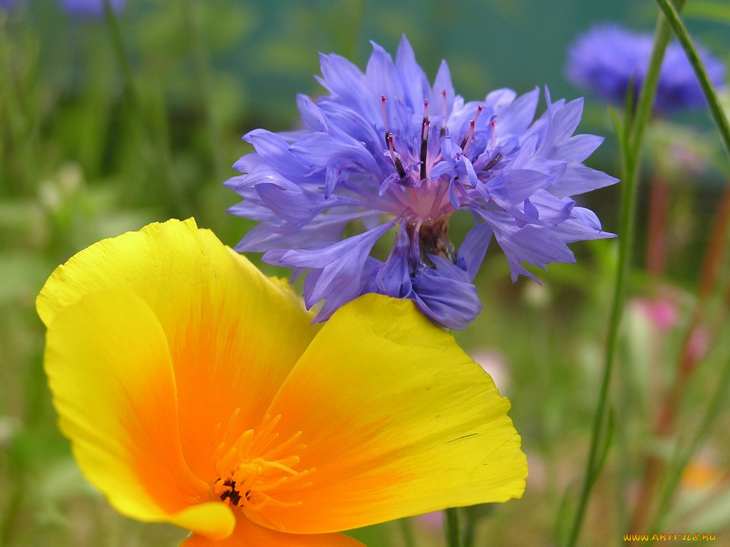 цветы, луговые, полевые