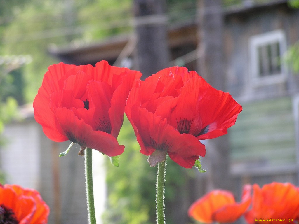 цветы, маки