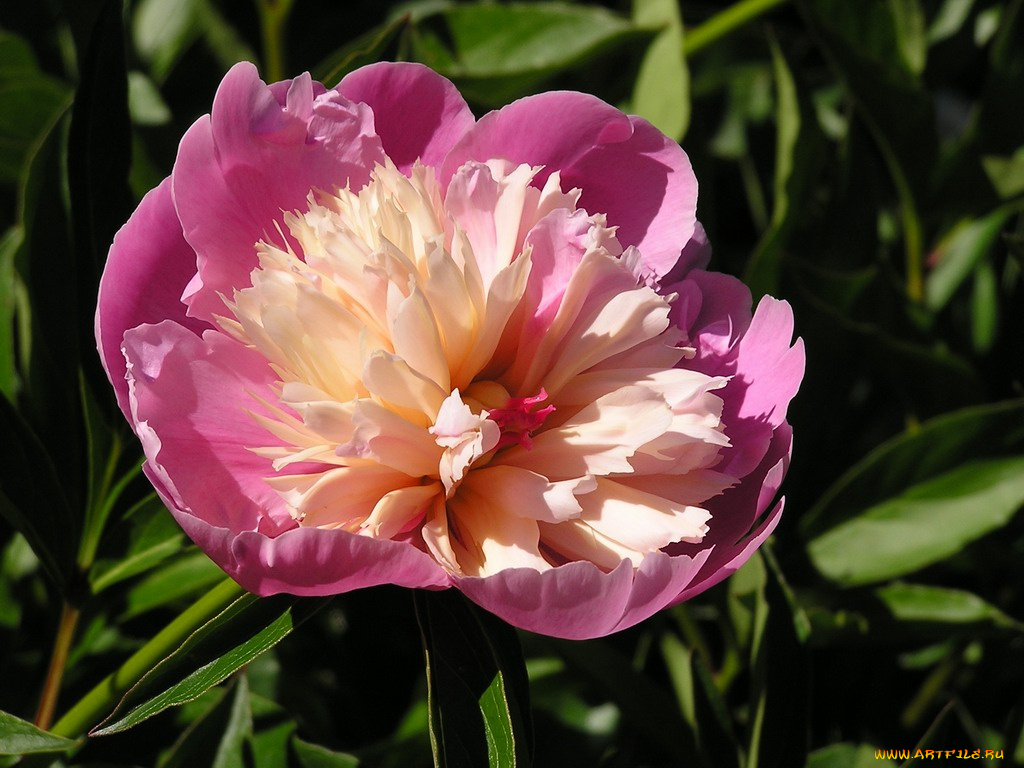цветы, пионы