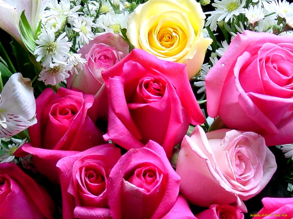 цветы, розы