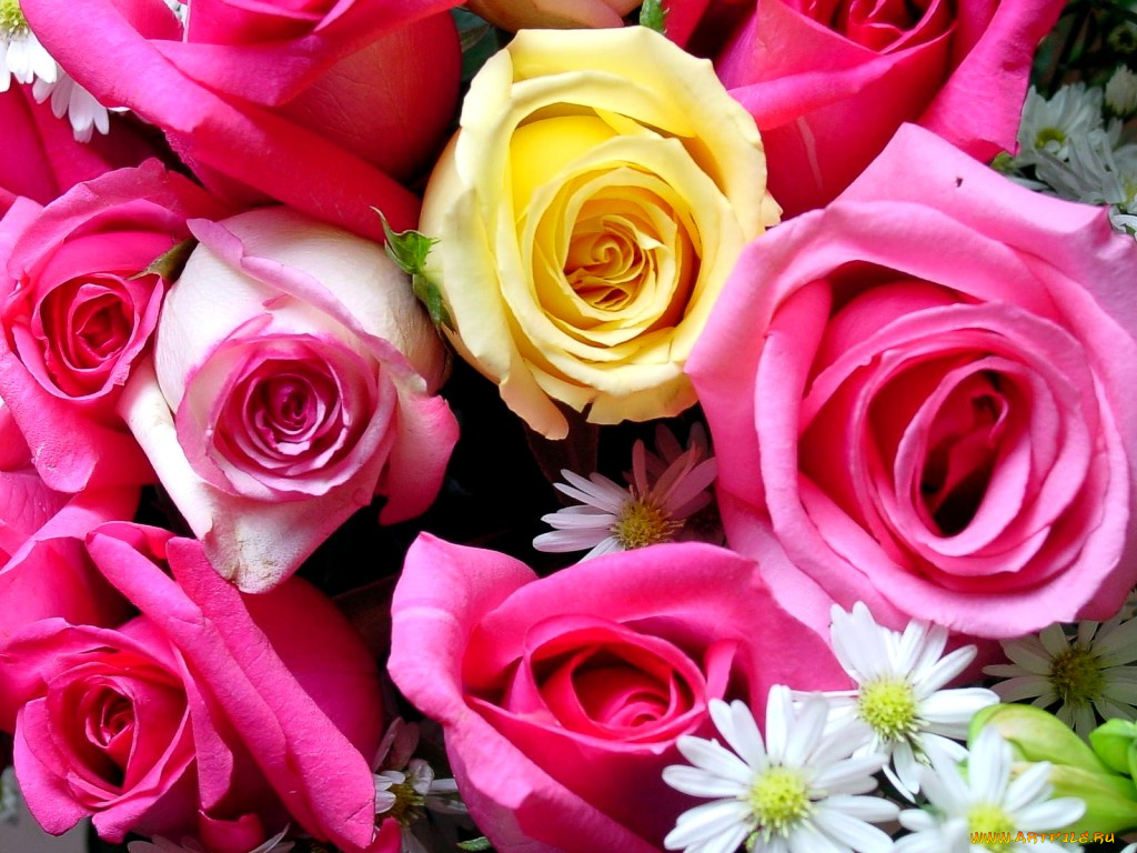 цветы, розы