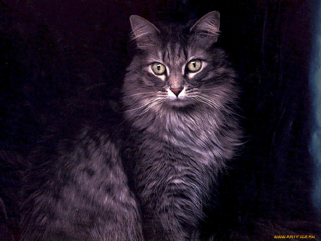 животные, коты