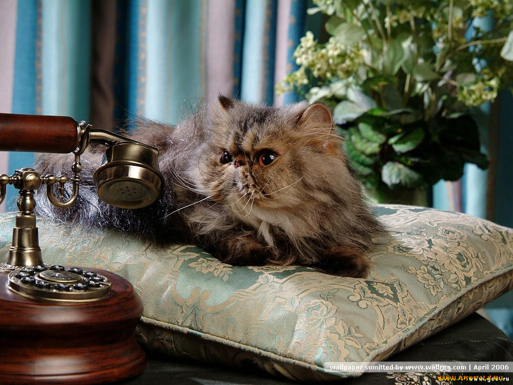 животные, коты