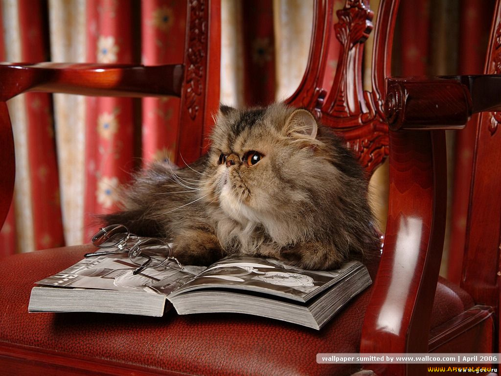 животные, коты