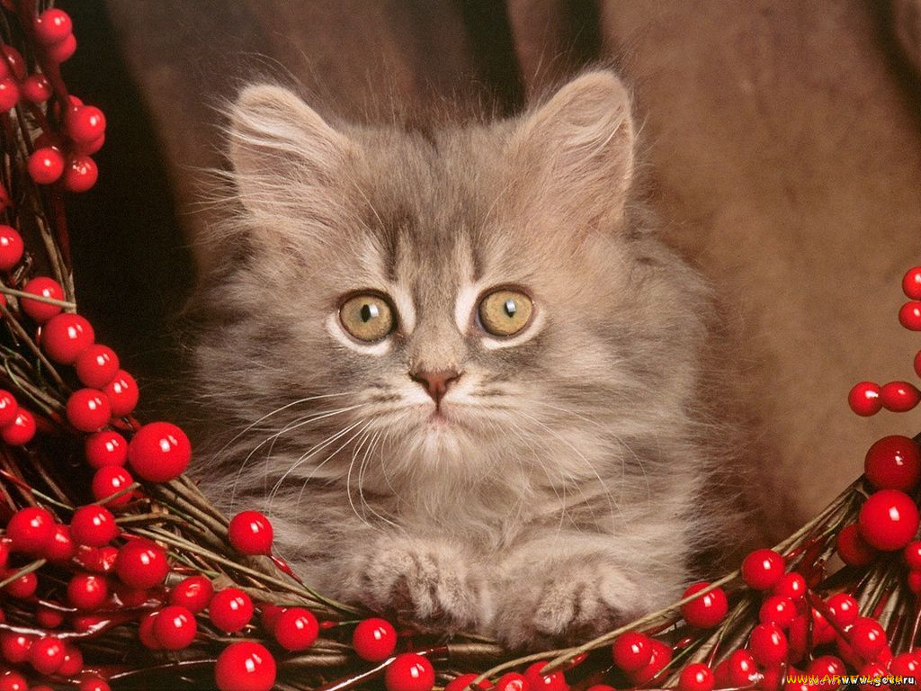 животные, коты