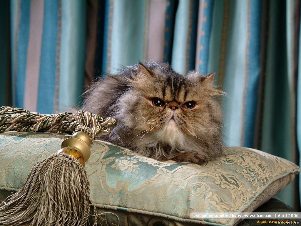 животные, коты