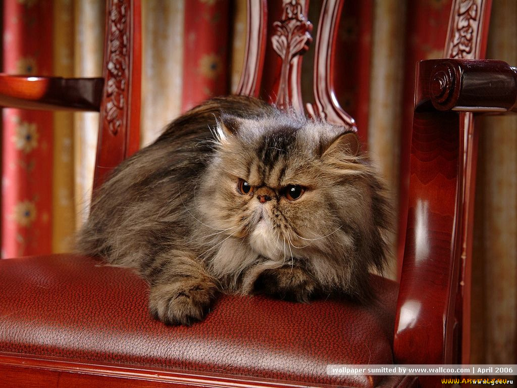 животные, коты