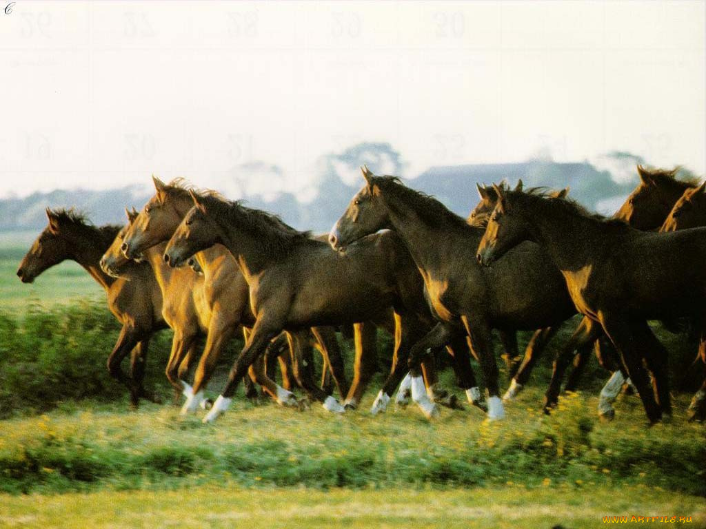 животные, лошади