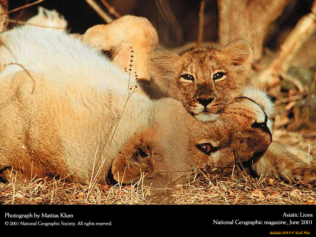 животные, львы