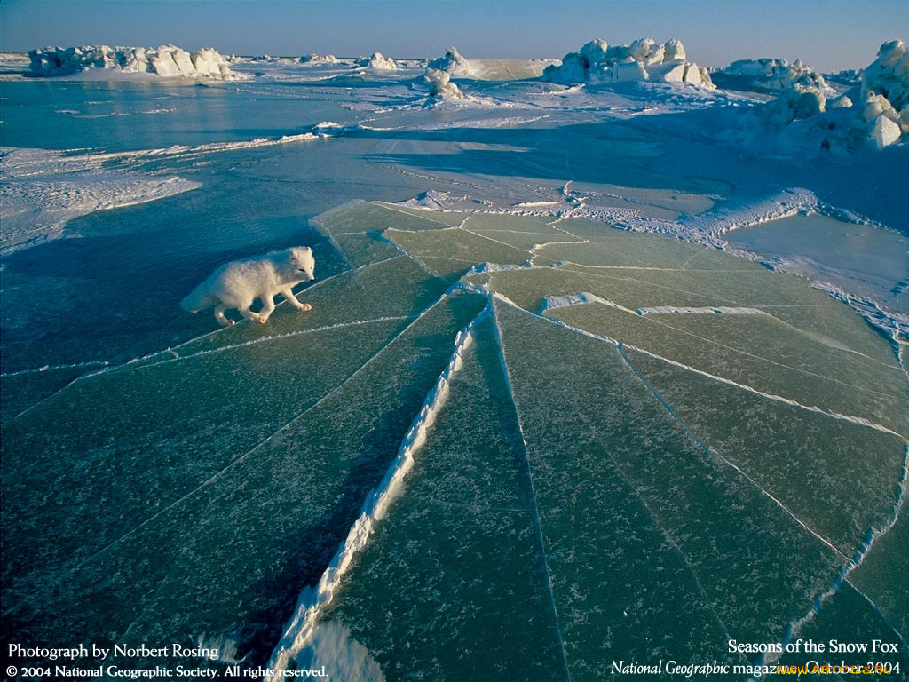 животные, песцы