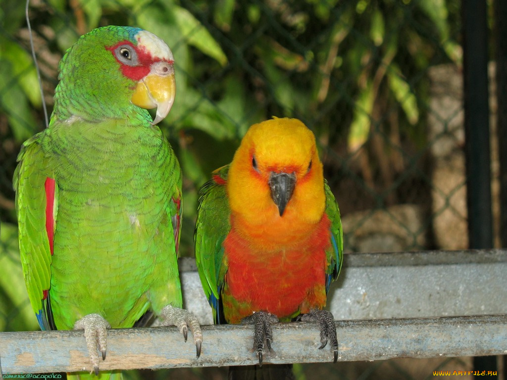 животные, попугаи