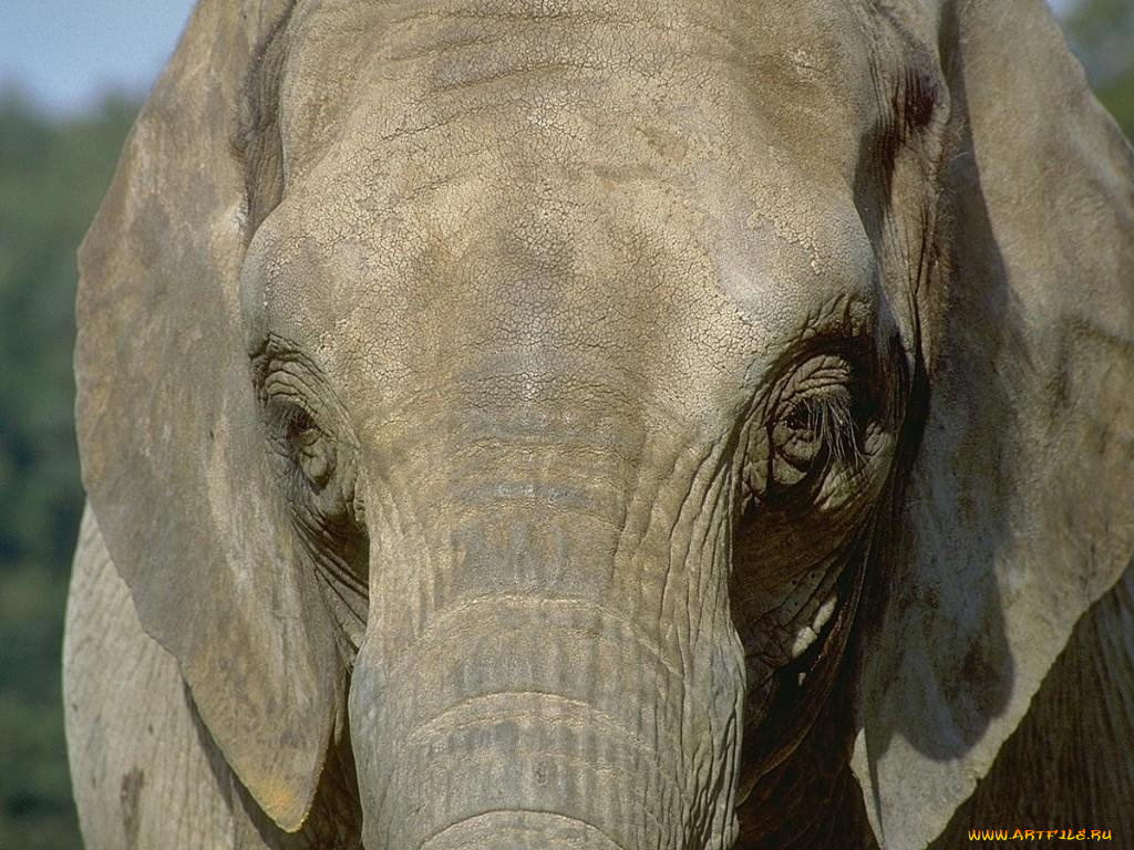 животные, слоны