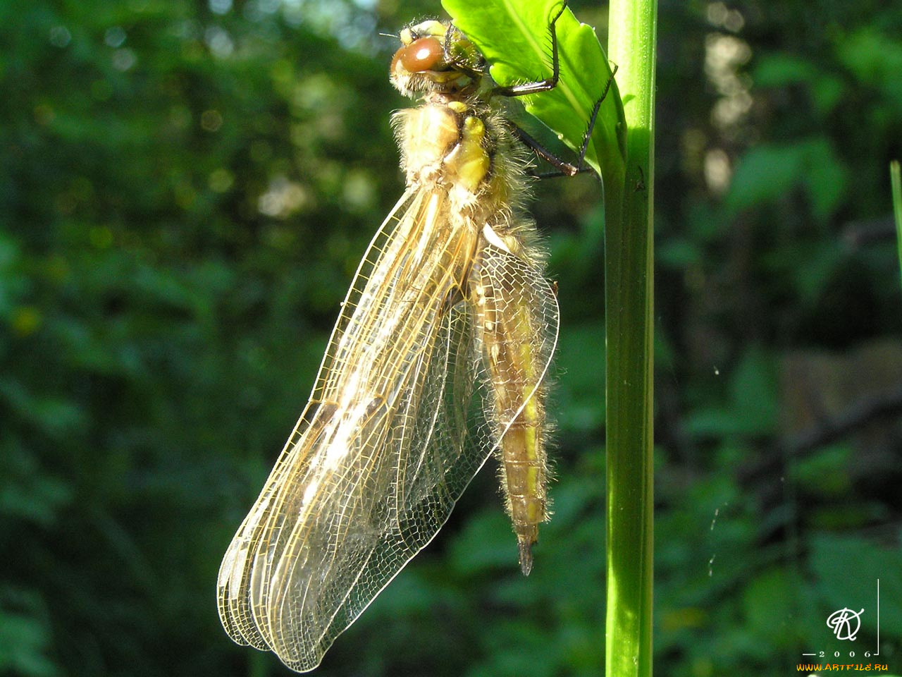 животные, стрекозы