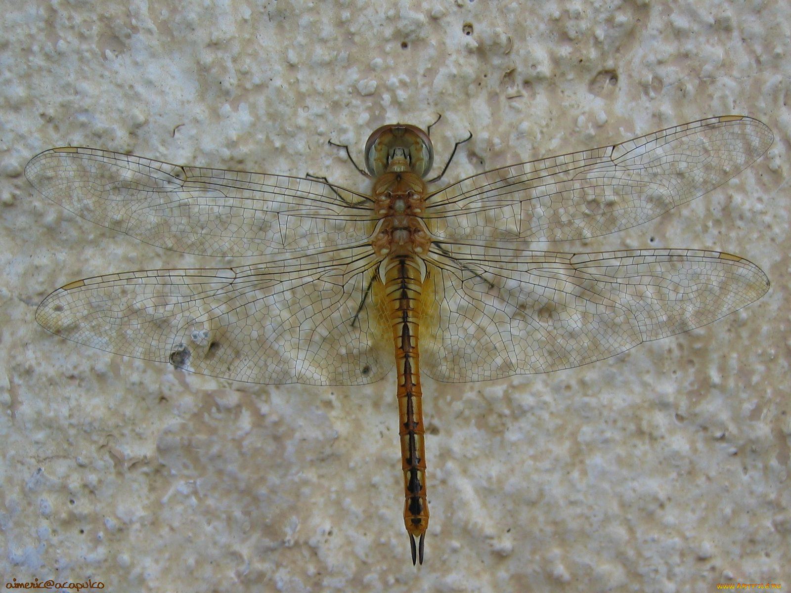 животные, стрекозы