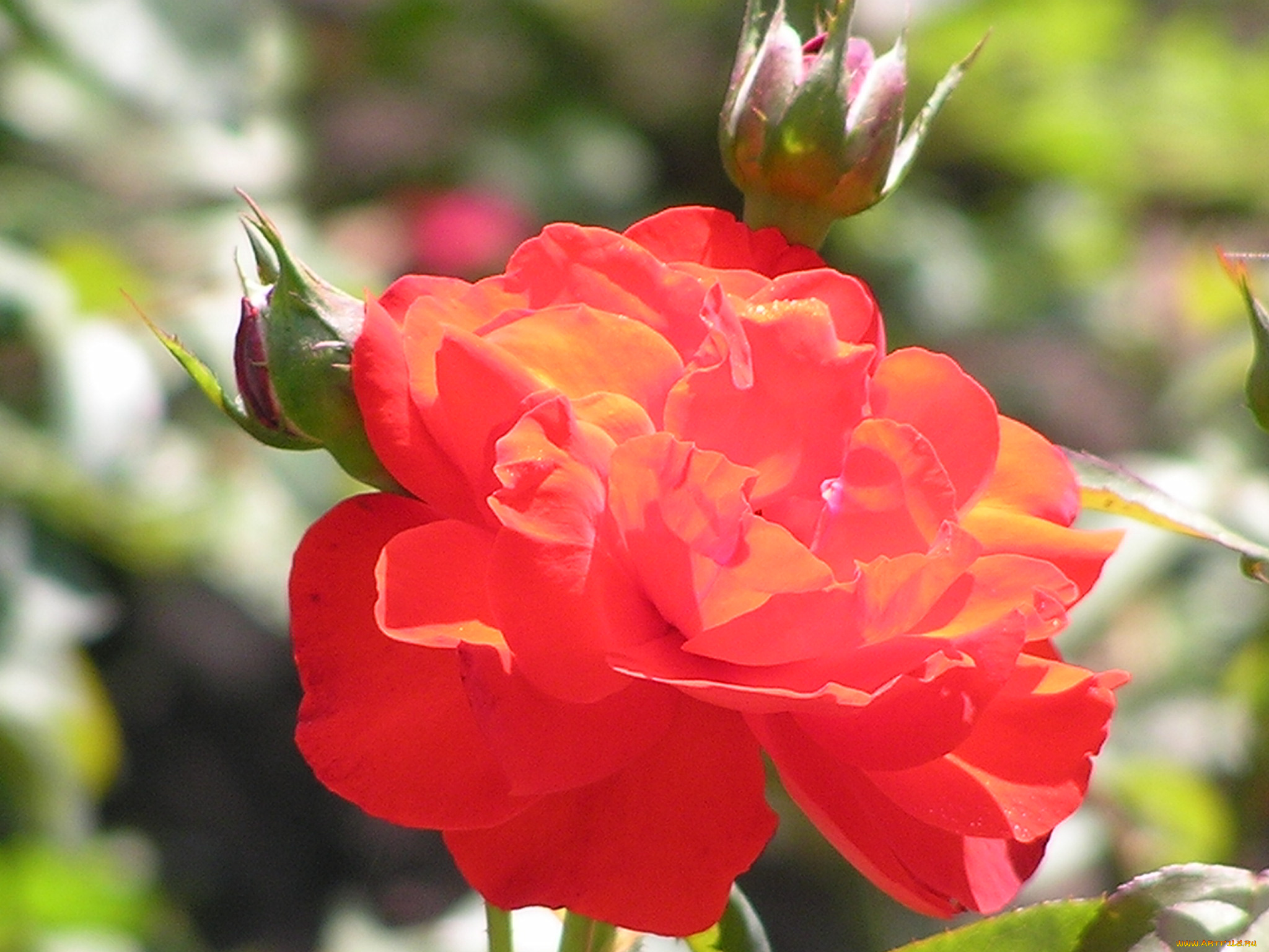 цветоЧек, цветы, розы