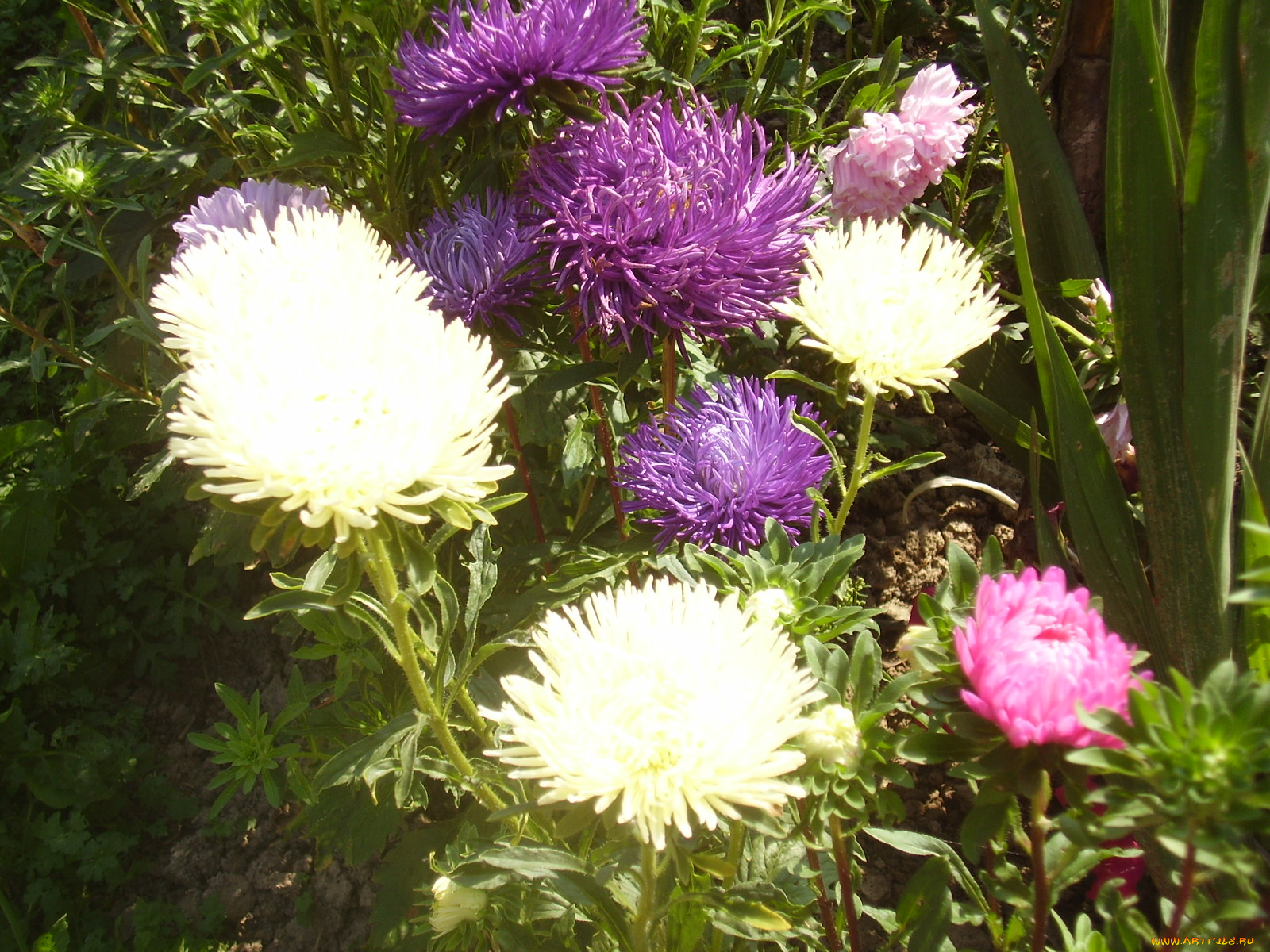 цветы, астры