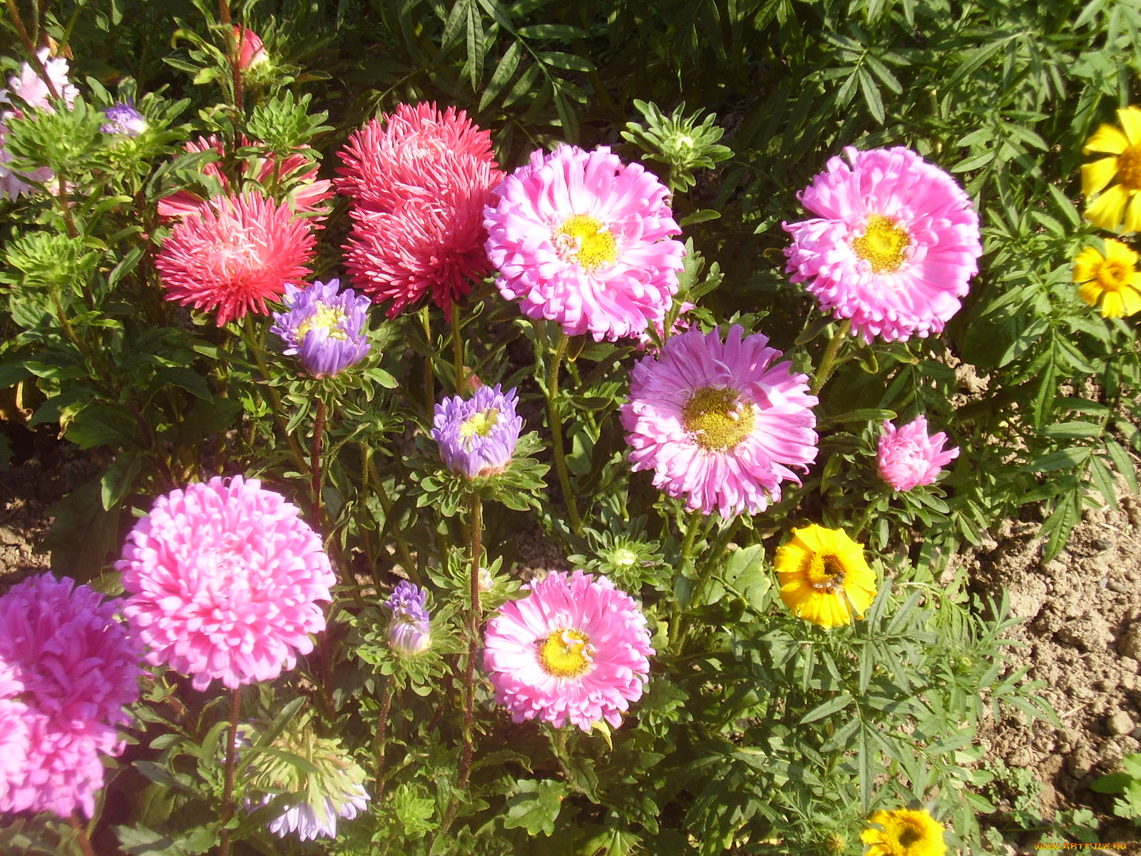 цветы, разные, вместе