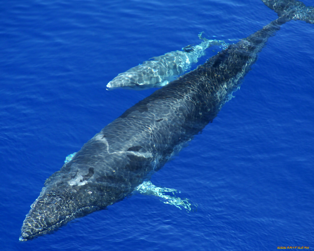 животные, киты, кашалоты