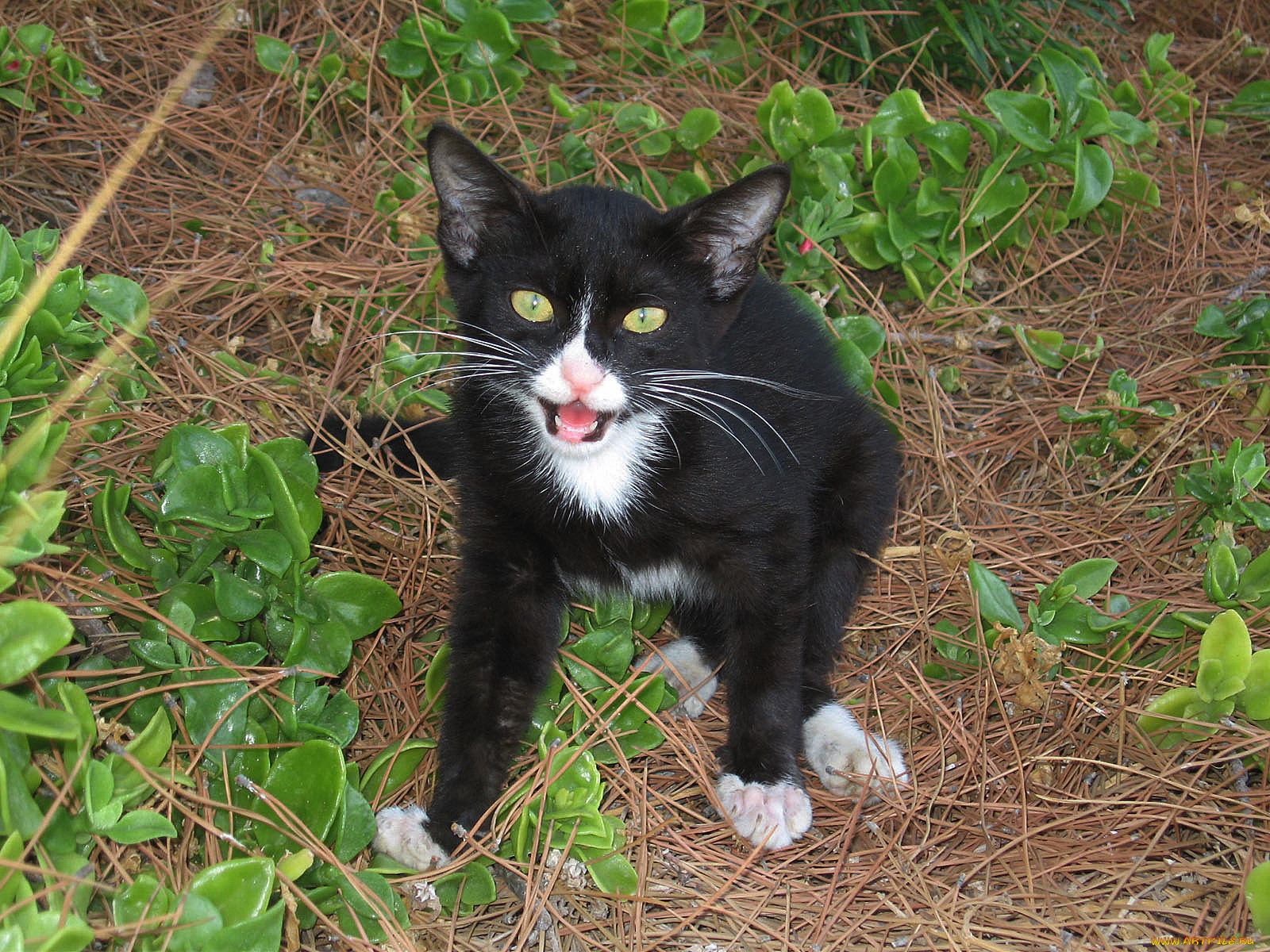 животные, коты