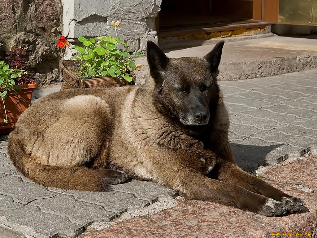 авт, osdu, животные, собаки