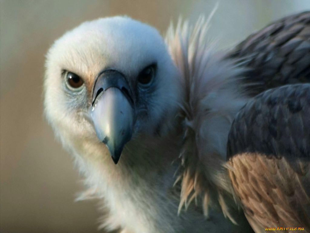 животные, птицы, хищники