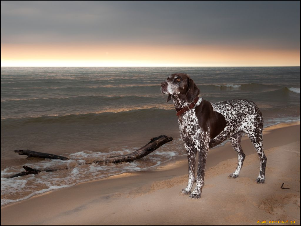 животные, собаки