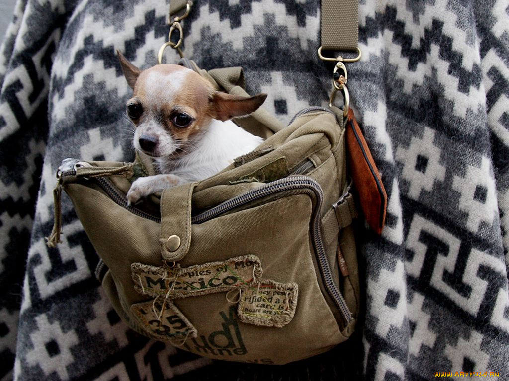 животные, собаки