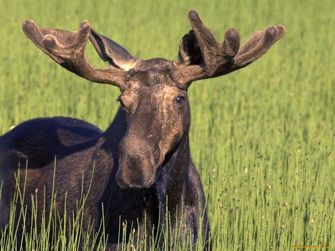 животные, лоси