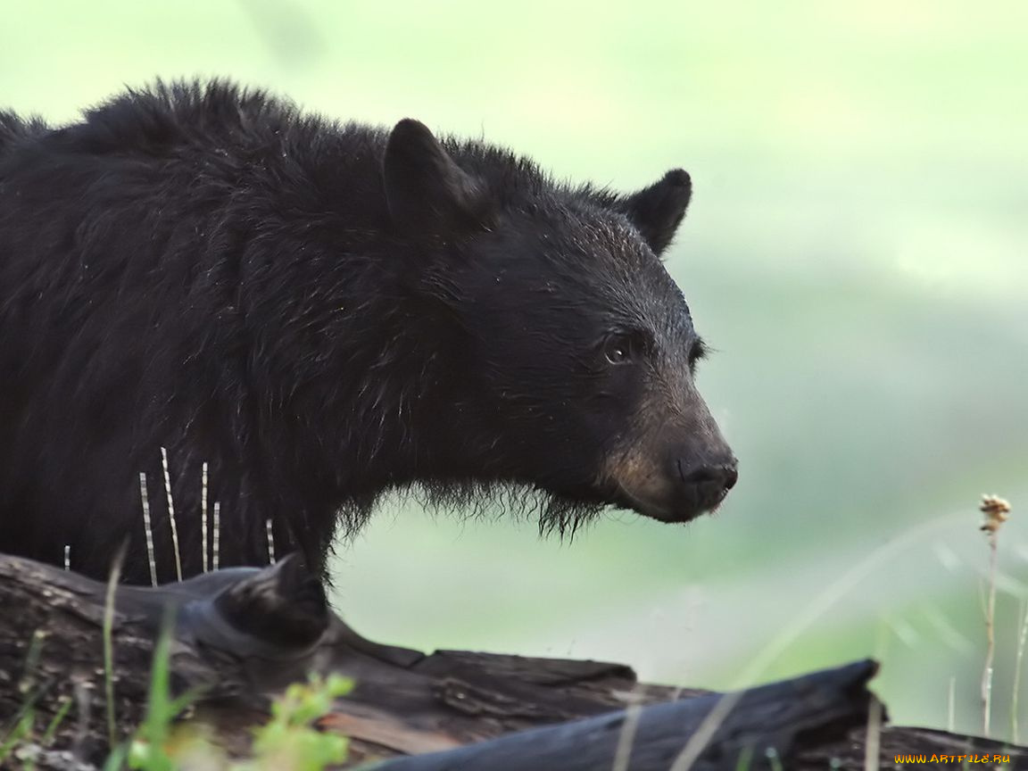 животные, медведи
