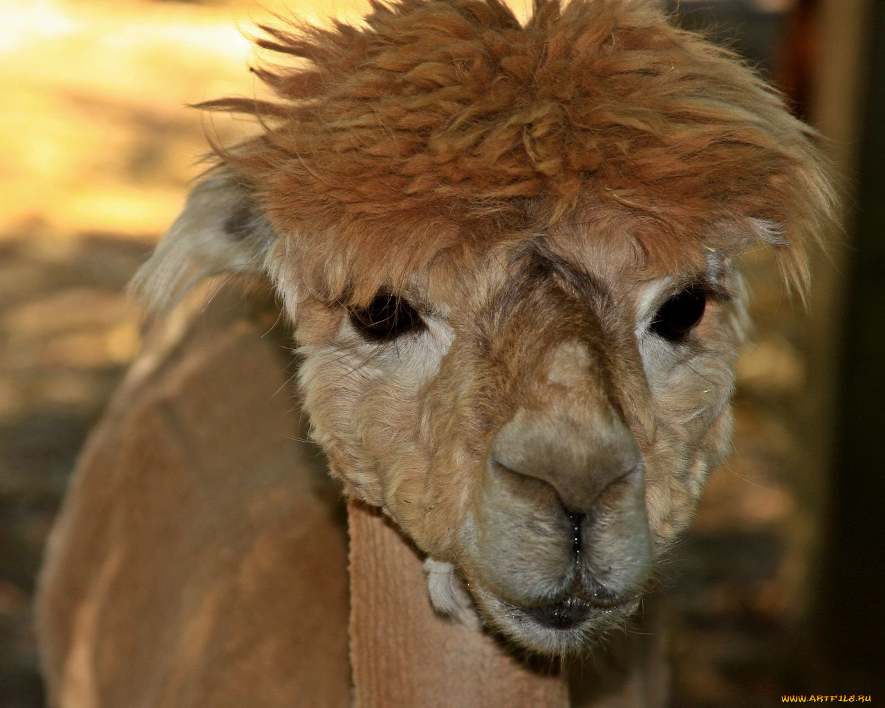 животные, ламы