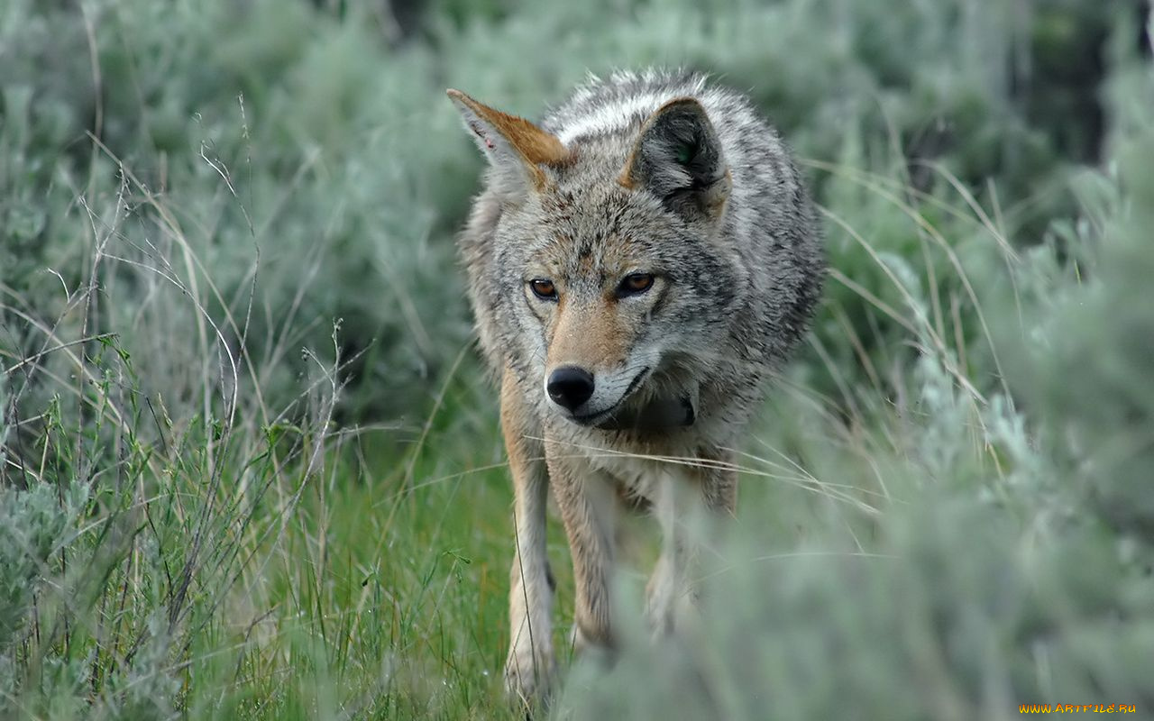 животные, волки