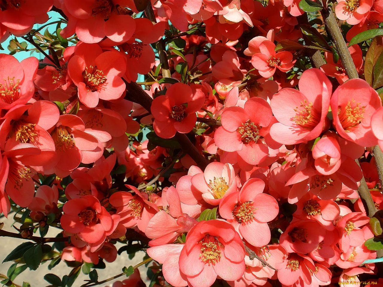 цветы, айва