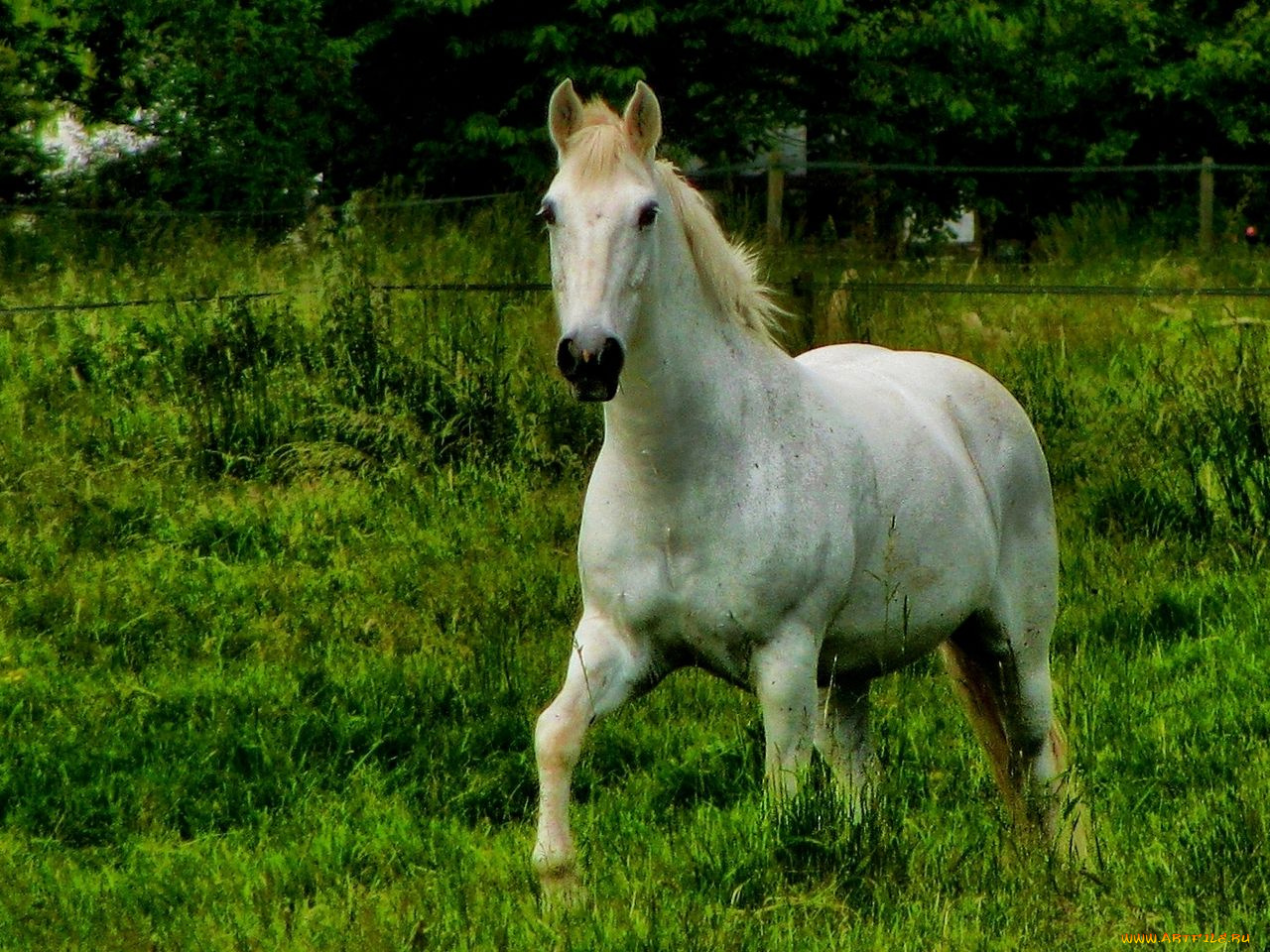 животные, лошади