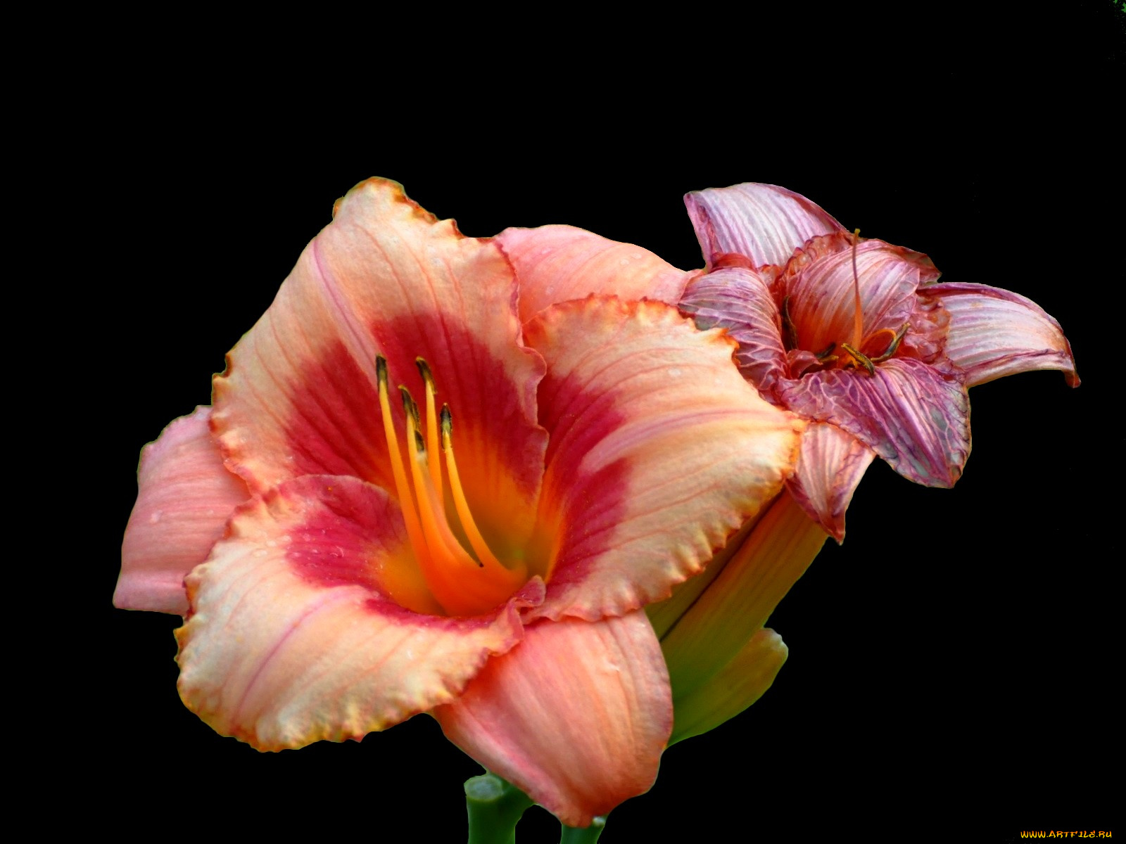 цветы, лилии, лилейники