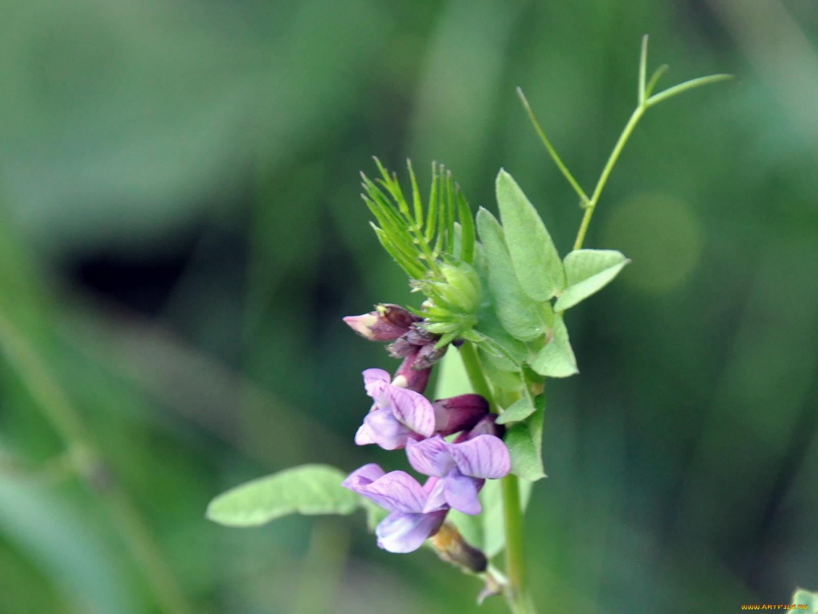 цветы, луговые, полевые
