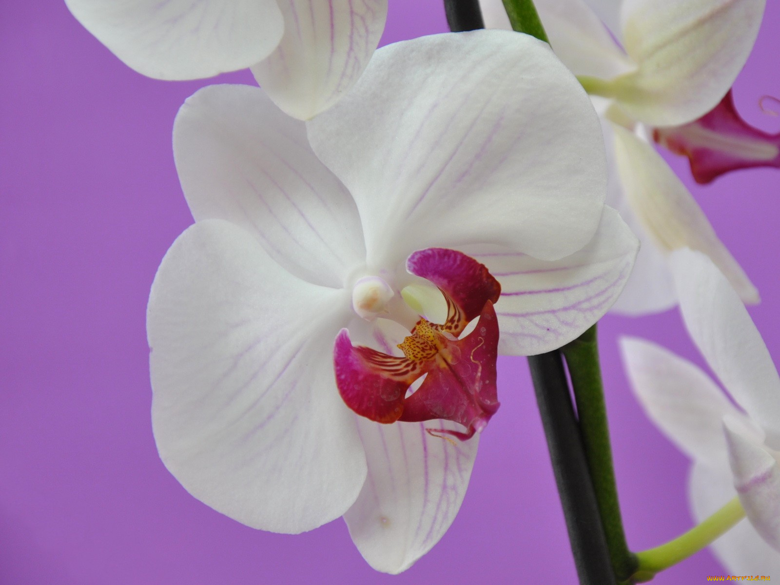 цветы, орхидеи