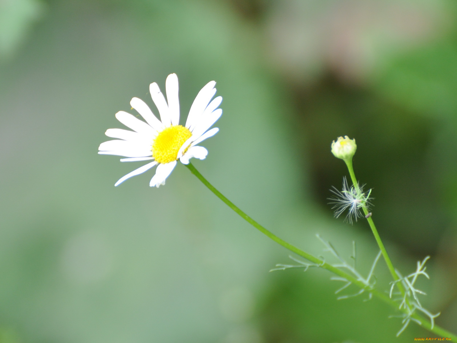 цветы, ромашки