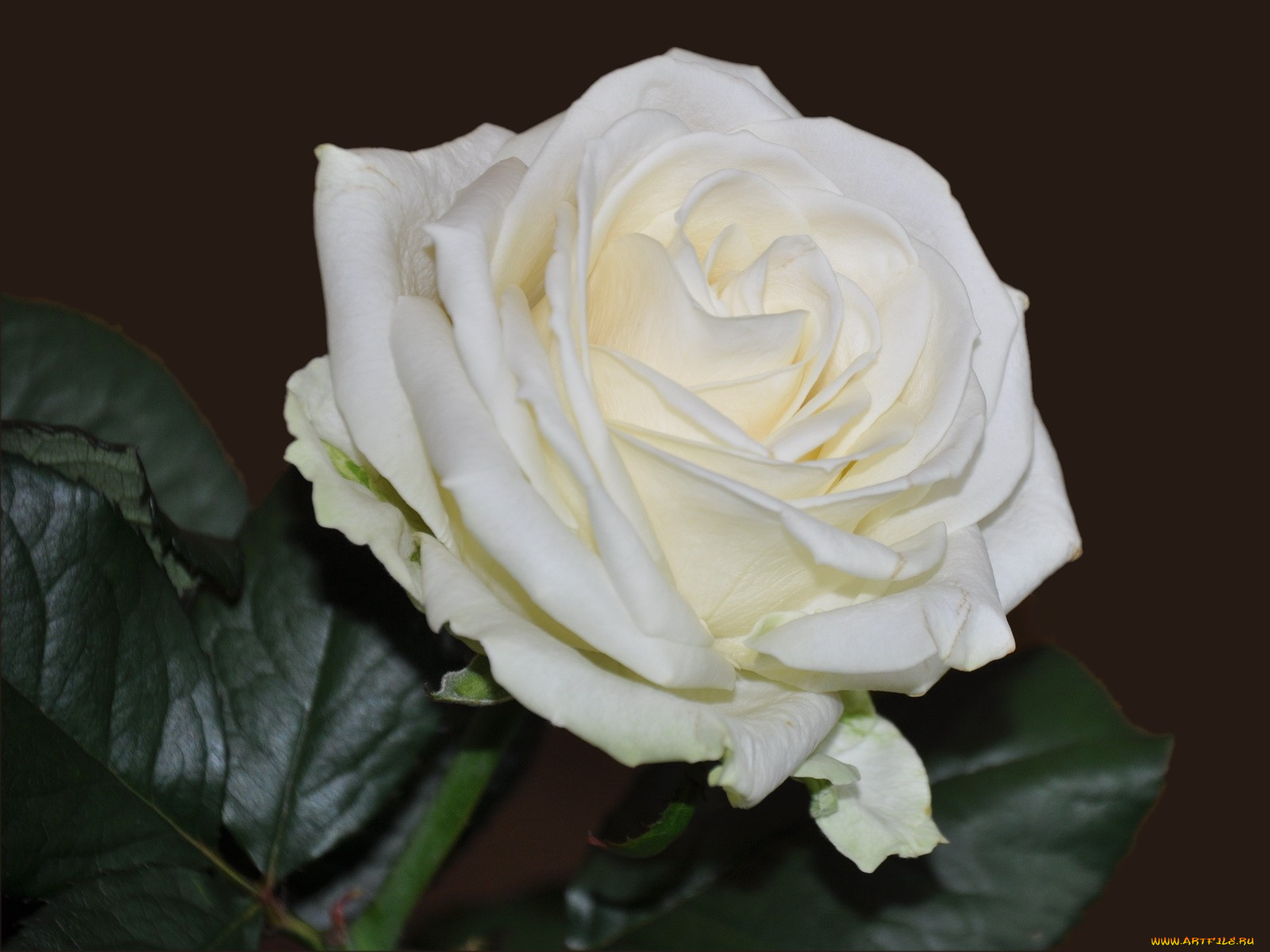 цветы, розы