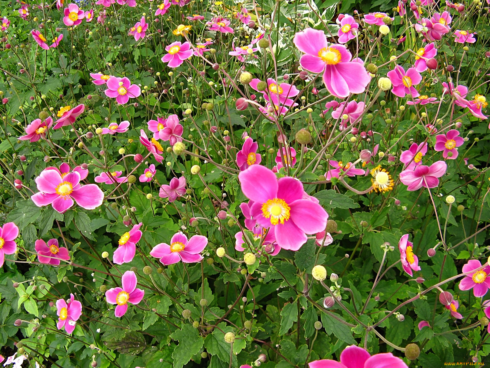 цветы, ветреницы, печёночницы