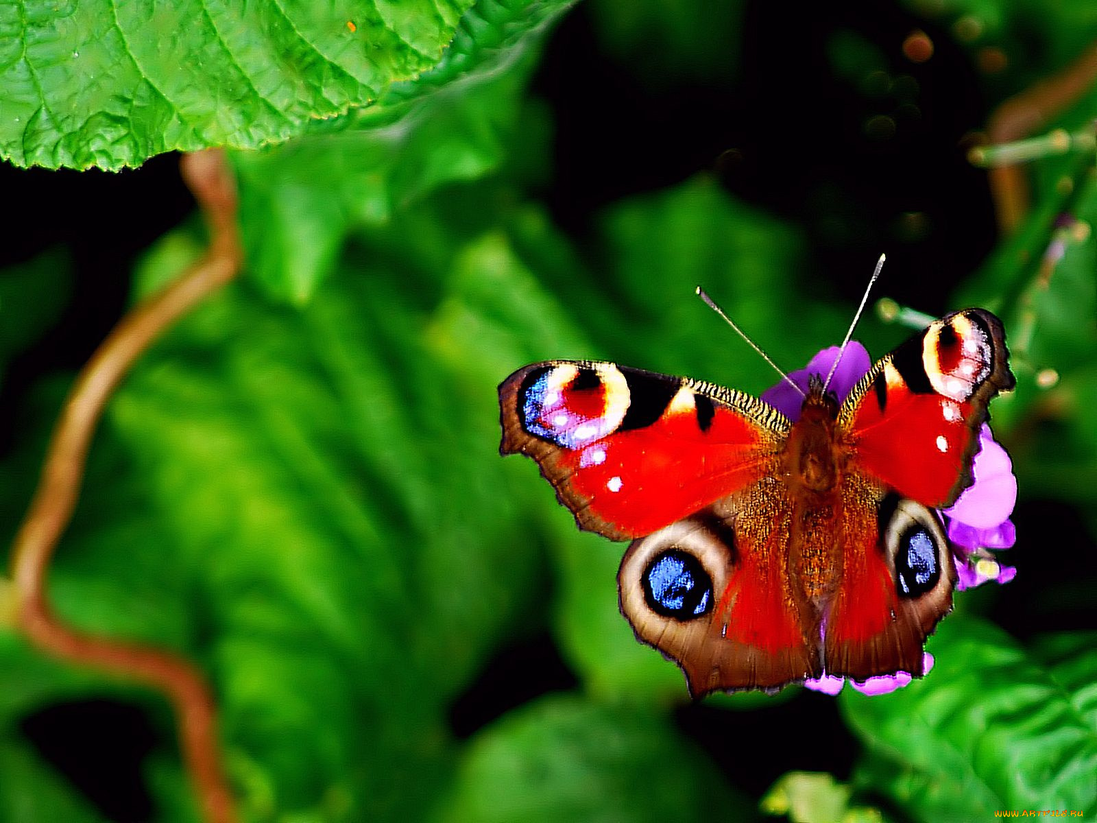 животные, бабочки
