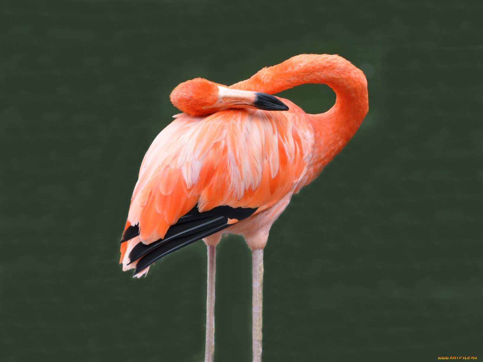 животные, фламинго