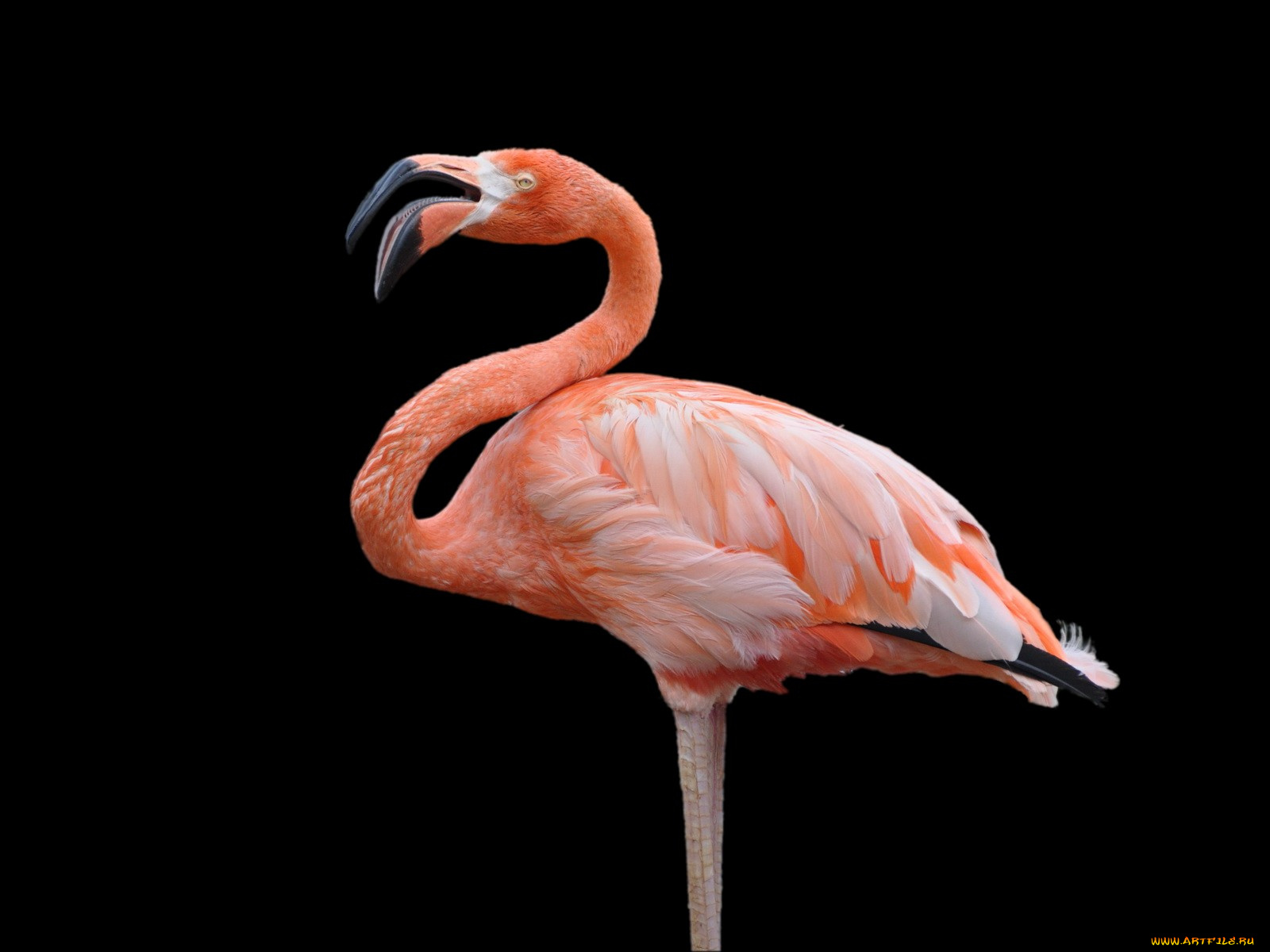 животные, фламинго