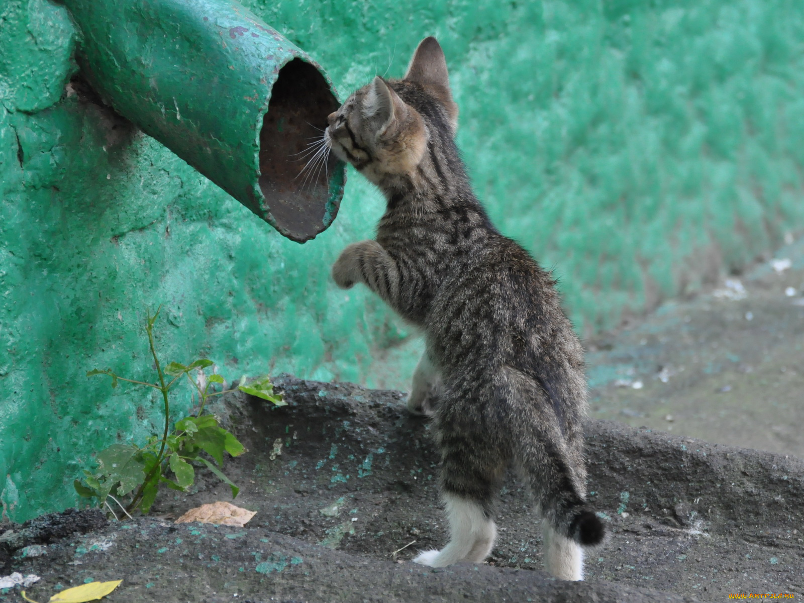 животные, коты
