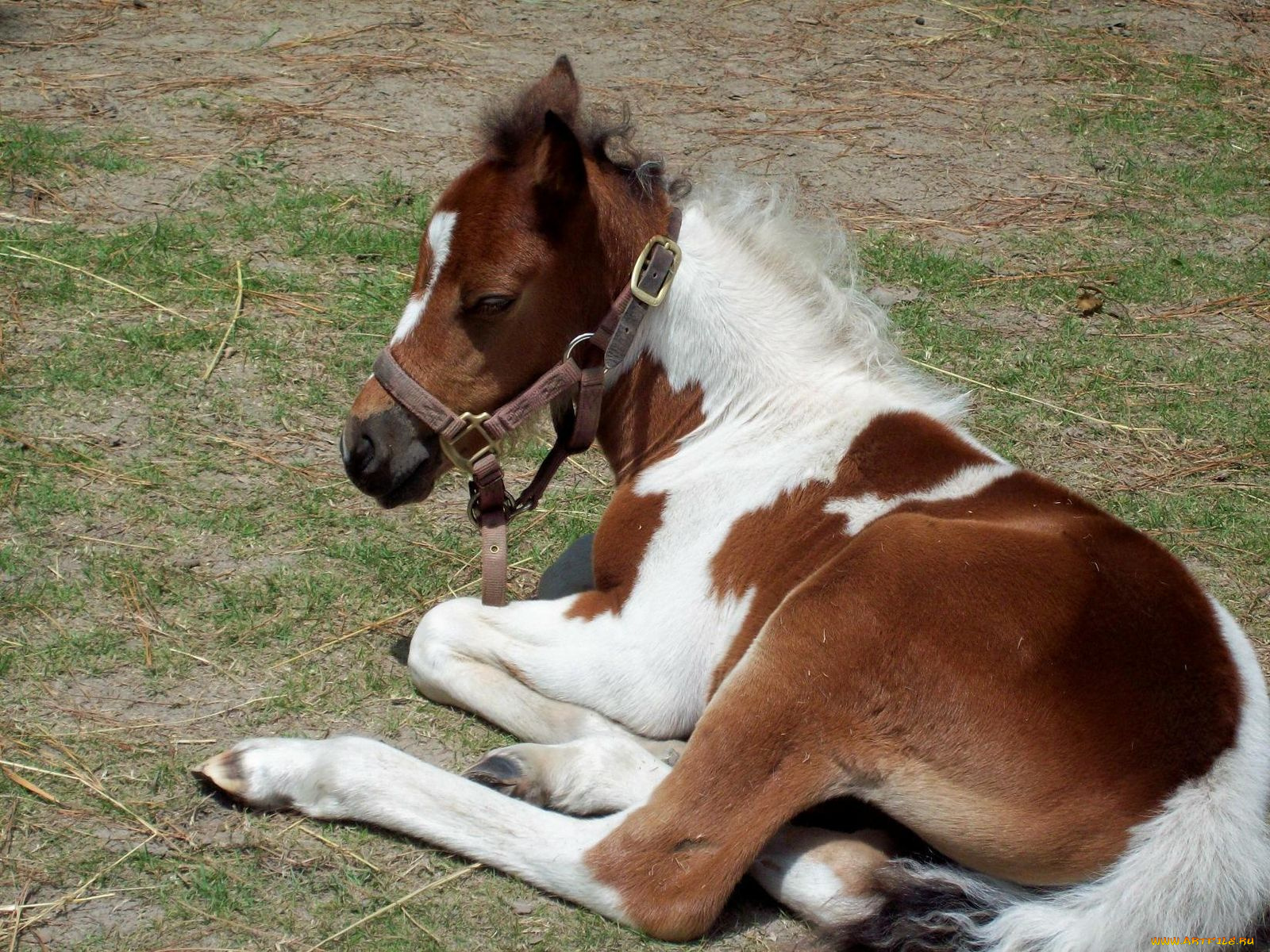 животные, лошади