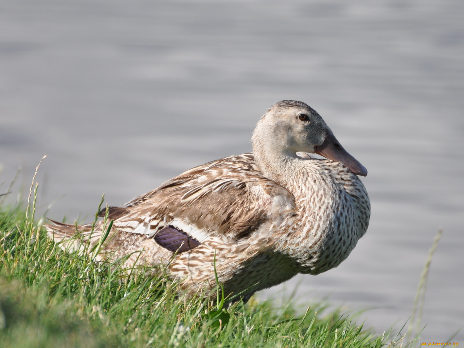 животные, утки