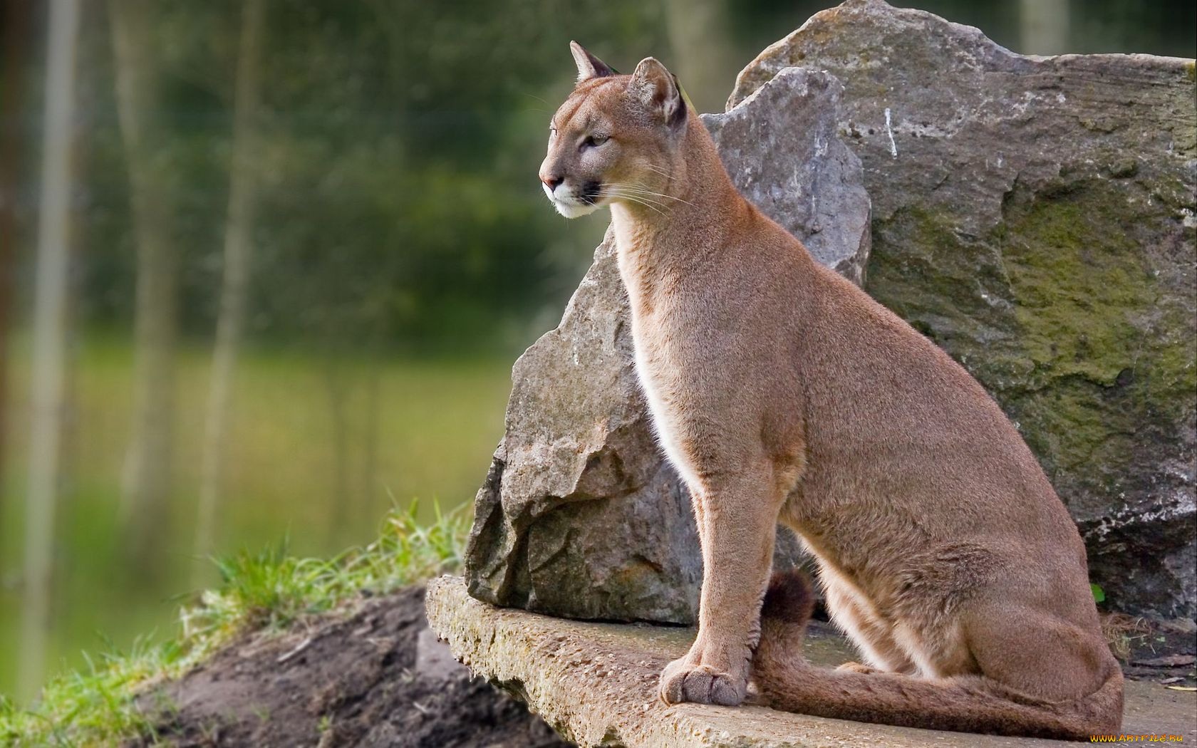 животные, пумы