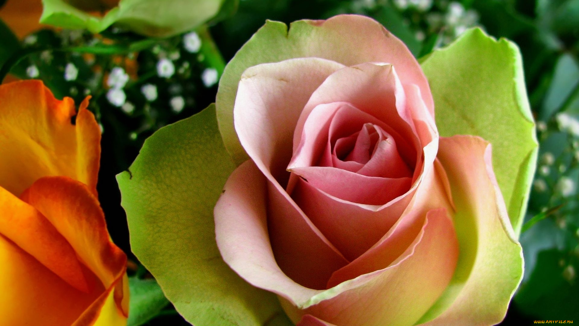 цветы, розы