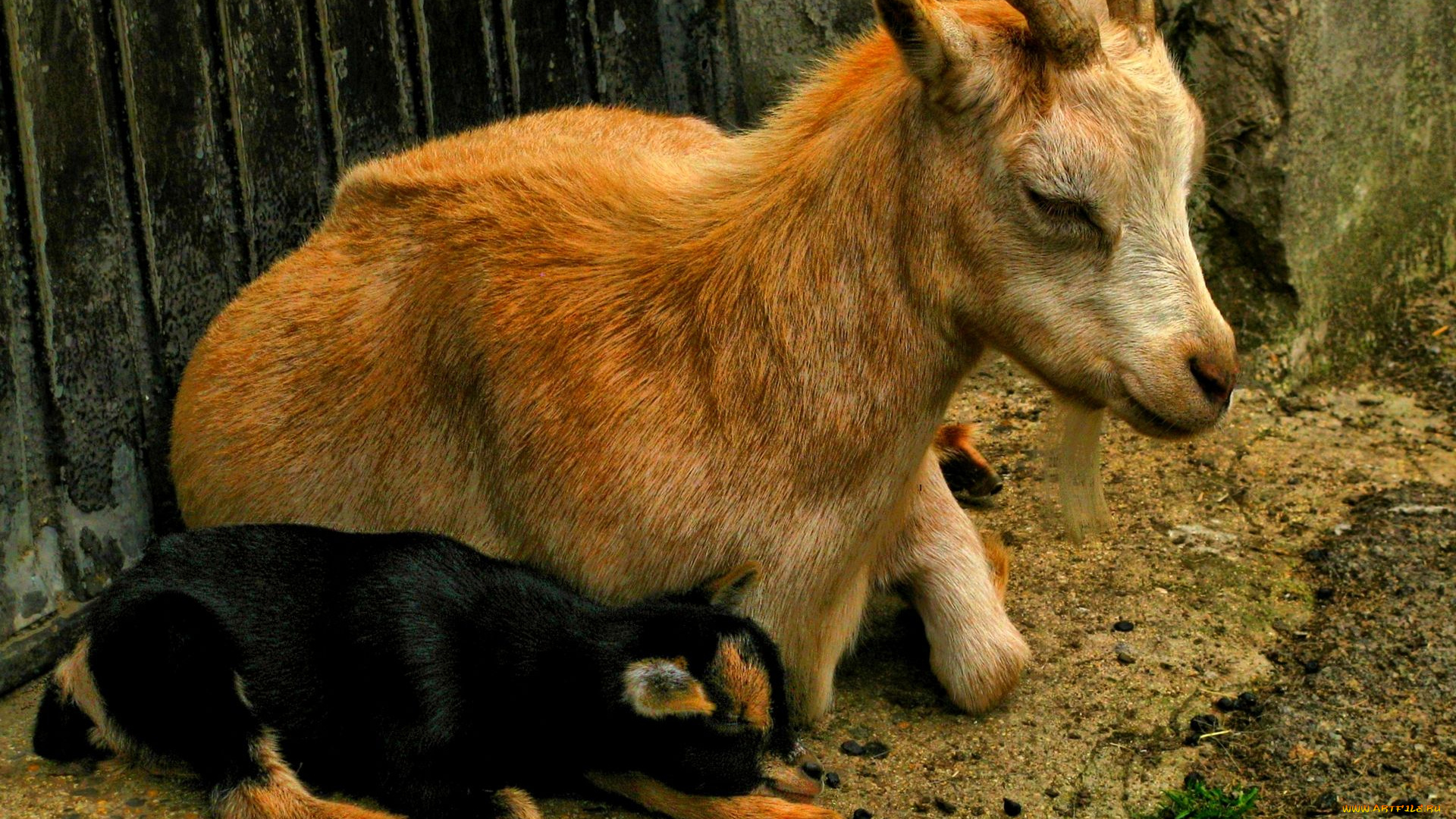 животные, козы